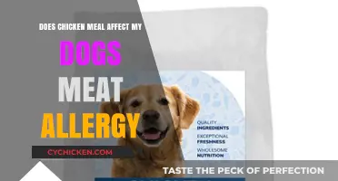 Chicken Meal and Dog Meat Allergies: What Owners Need to Know
