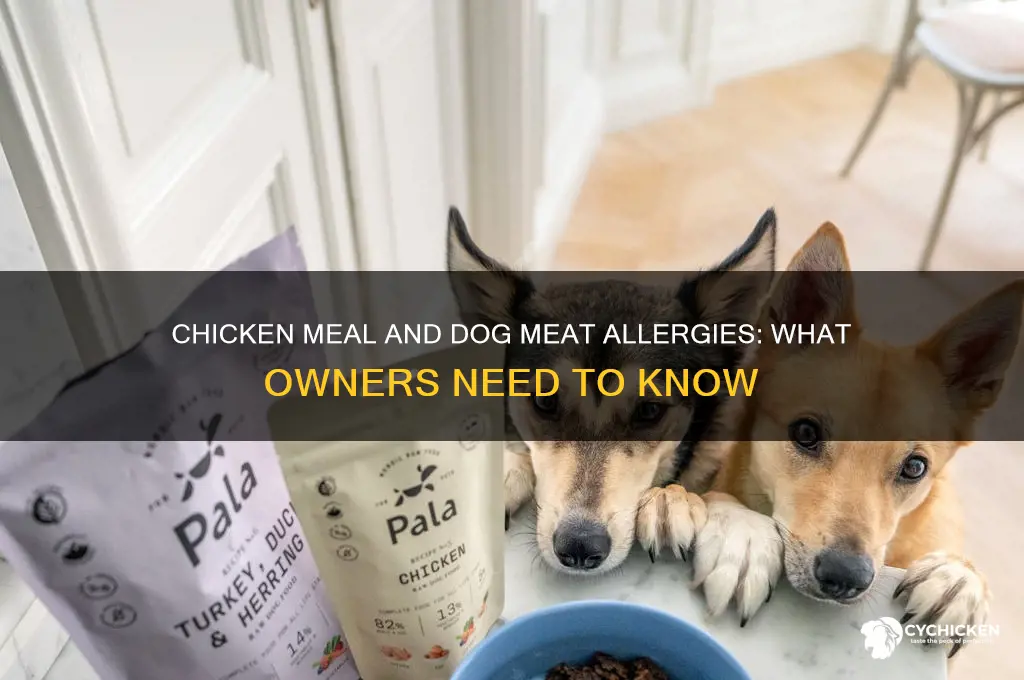 does chicken meal affect my dogs meat allergy