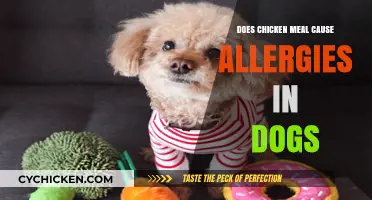 Can Chicken Meal Trigger Allergies in Your Dog? Find Out