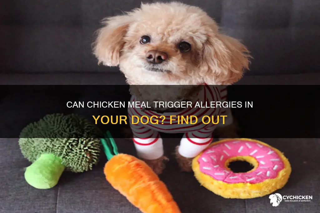 does chicken meal cause allergies in dogs