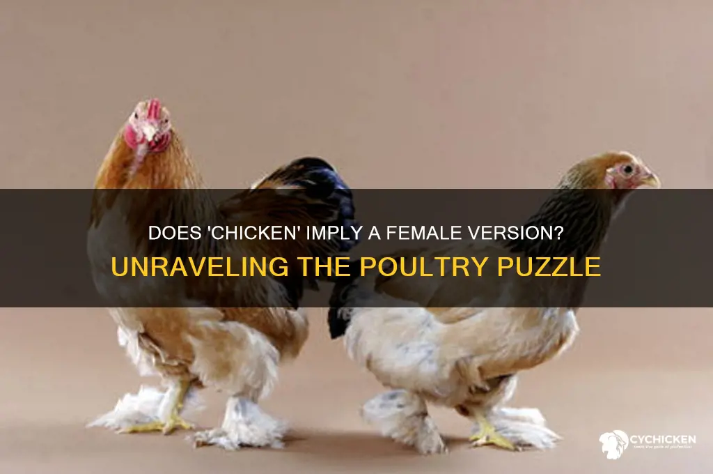 does chicken mean female version of chicken
