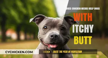 Chicken Necks for Dogs: A Cure for Itchy Butt?