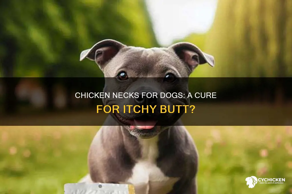 does chicken necks help dogs with itchy butt