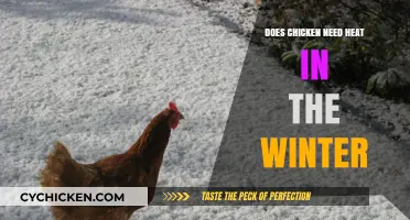 Winter Chicken Care: Do Your Flock Need Heat to Stay Healthy?