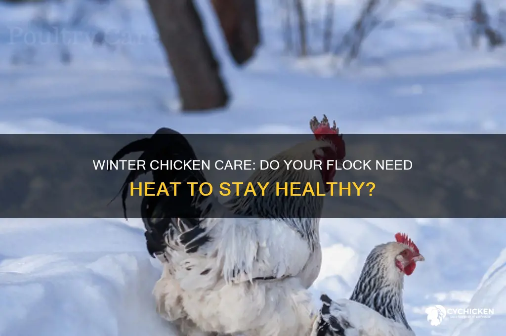 does chicken need heat in the winter