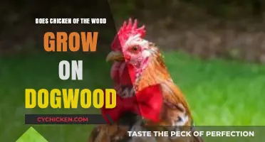Chicken of the Wood and Dogwood: Unraveling the Fungal Connection