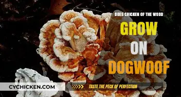 Chicken of the Wood and Dogwood: Unraveling the Fungal Growth Mystery