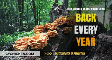 Will Chicken of the Woods Return to Your Woods This Year?