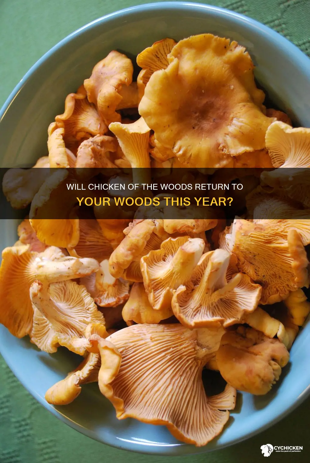 does chicken of the woods come back every year