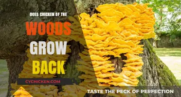 Chicken of the Woods Regrowth: Can This Fungus Reappear Yearly?