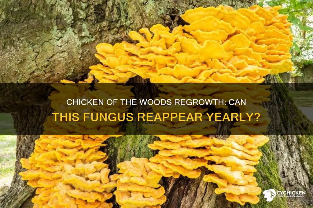 does chicken of the woods grow back