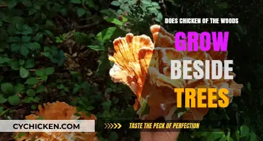Does Chicken of the Woods Grow Beside Trees? Exploring Fungal Habitats