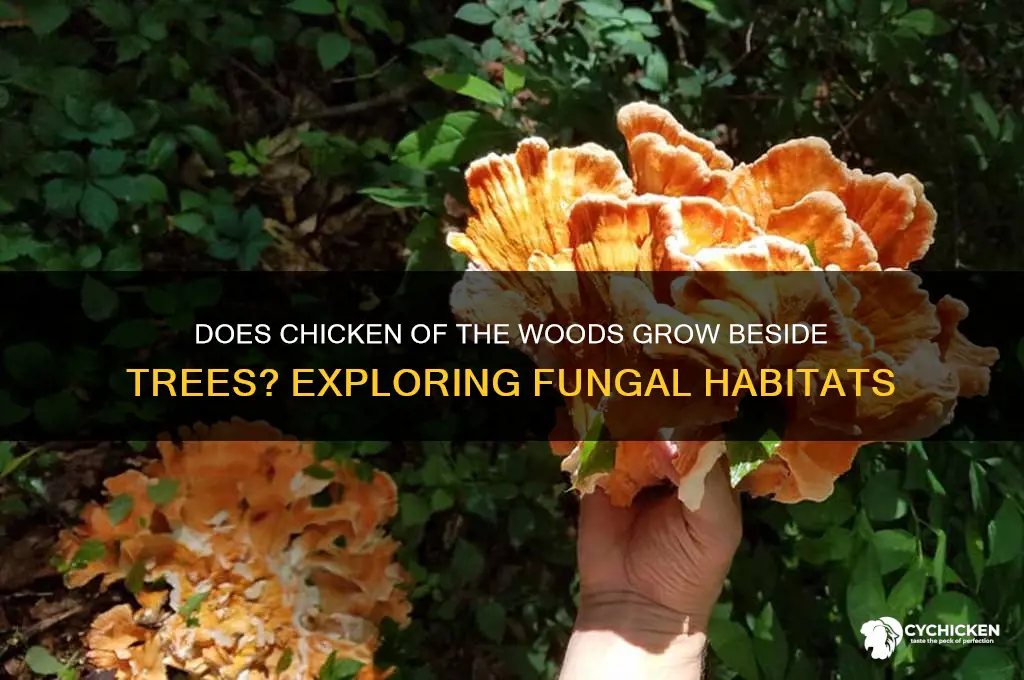 does chicken of the woods grow beside trees