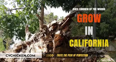 Chicken of the Woods in California: Habitat, Season, and Identification Tips