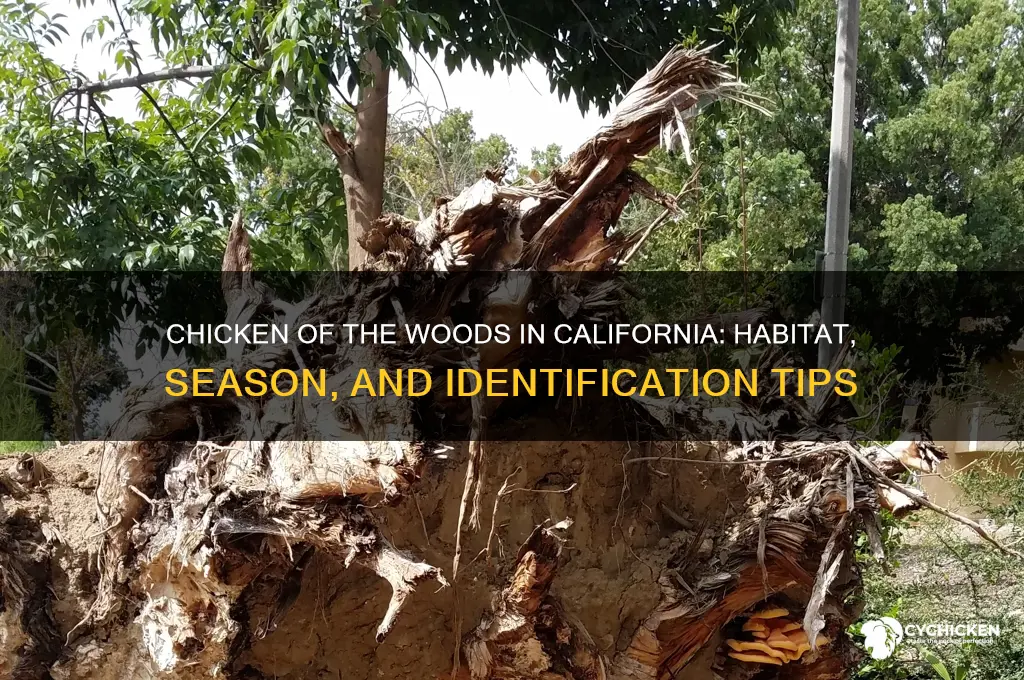 does chicken of the woods grow in california