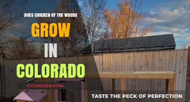 Chicken of the Woods in Colorado: Habitat, Identification, and Foraging Tips