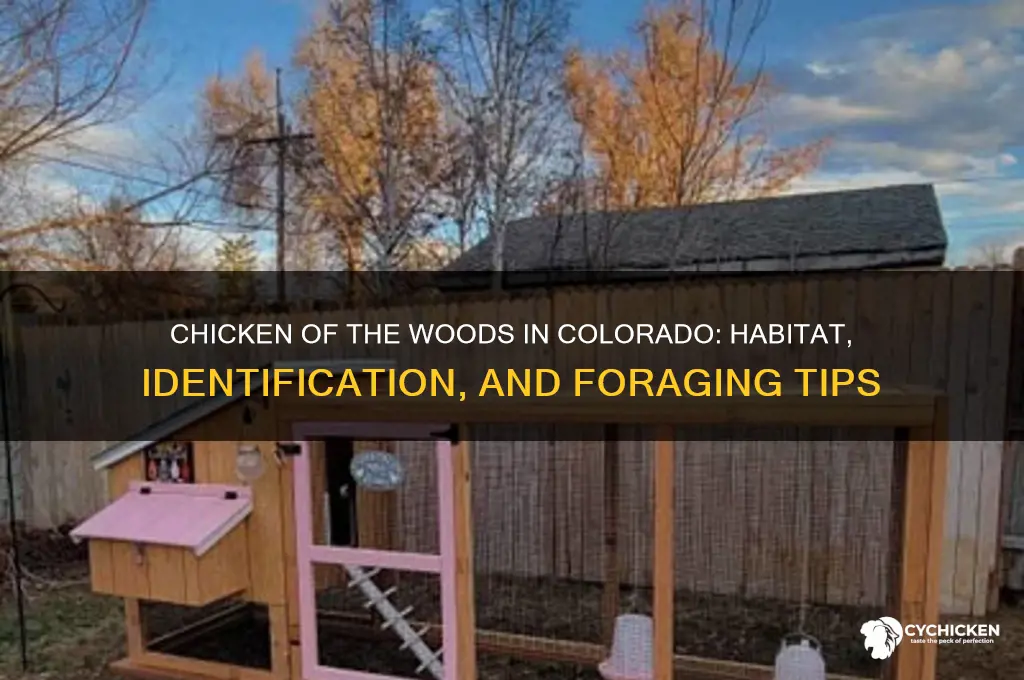 does chicken of the woods grow in colorado