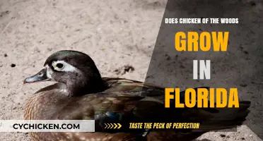 Chicken of the Woods in Florida: Habitat, Growth, and Foraging Tips