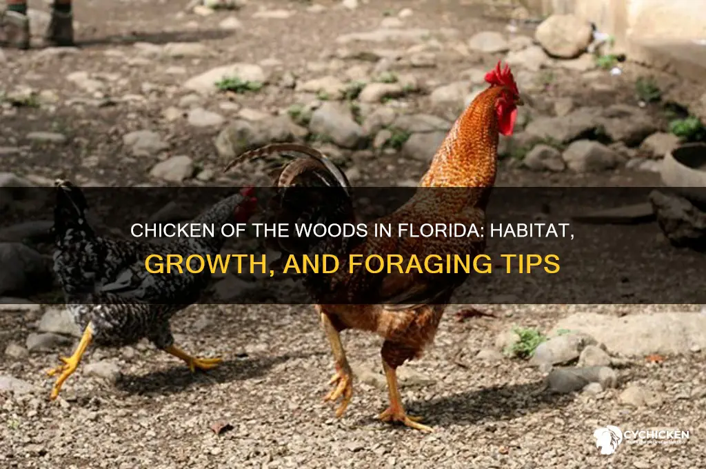 does chicken of the woods grow in florida