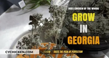 Chicken of the Woods in Georgia: Where and When to Find It