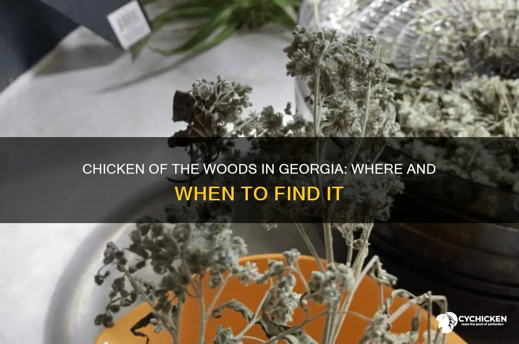 does chicken of the woods grow in georgia