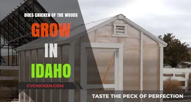 Chicken of the Woods in Idaho: Where and When to Find It