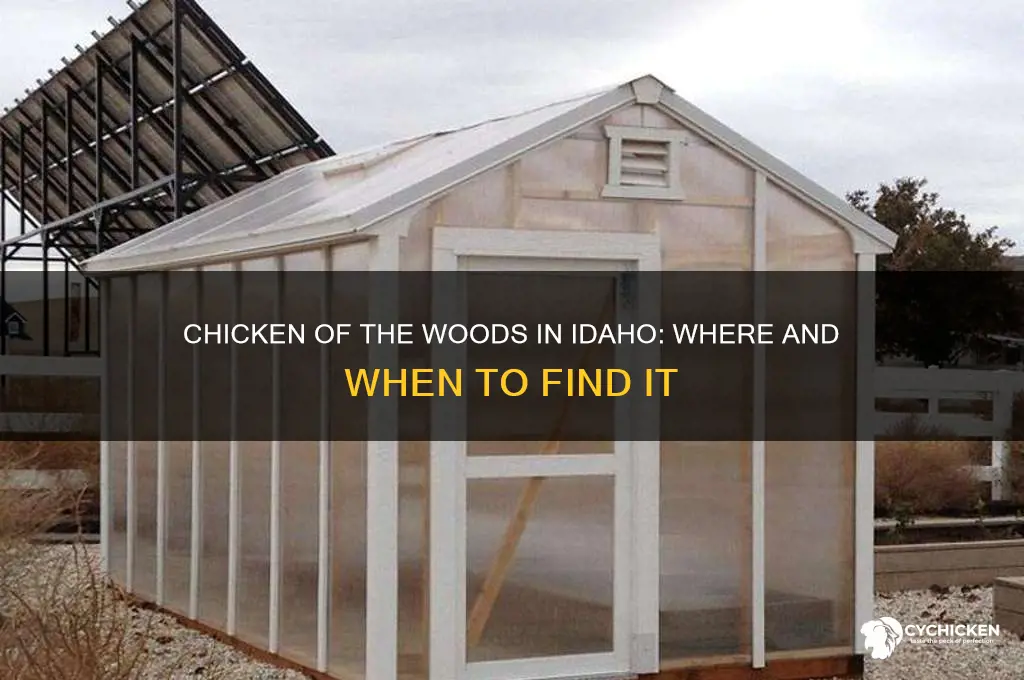 does chicken of the woods grow in idaho