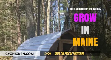 Exploring Maine's Forests: Does Chicken of the Woods Thrive Here?