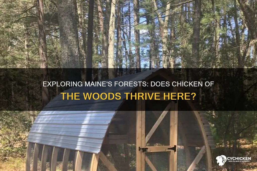 does chicken of the woods grow in maine