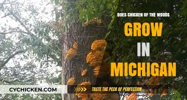 Chicken of the Woods in Michigan: Where and When to Find It