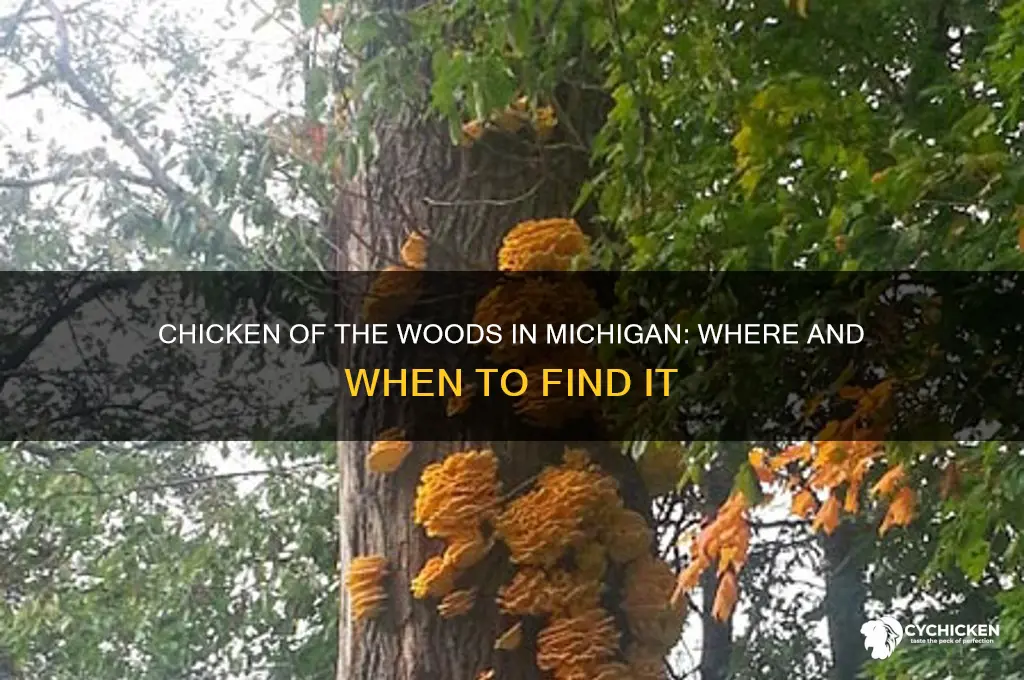 does chicken of the woods grow in michigan