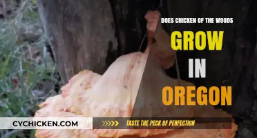 Chicken of the Woods in Oregon: Where and When to Find It