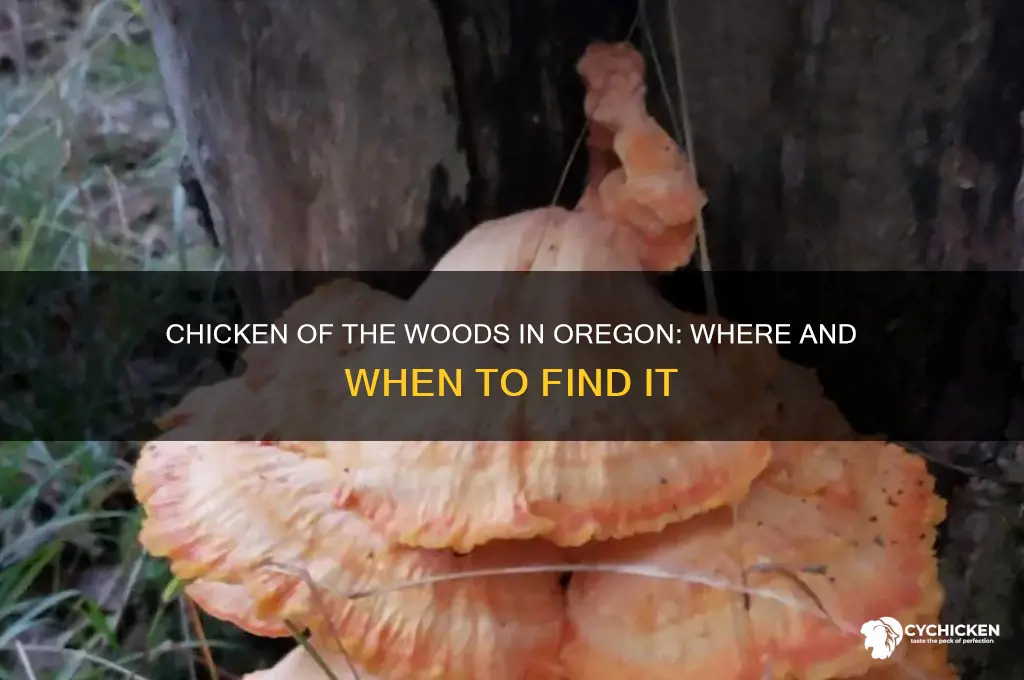 does chicken of the woods grow in oregon