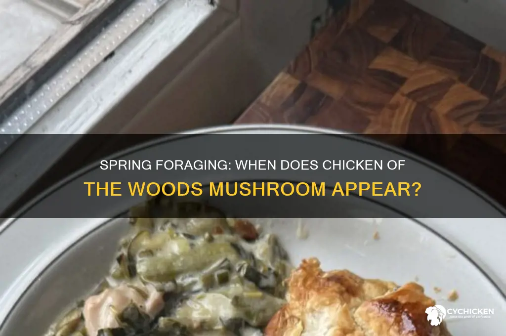 does chicken of the woods grow in spring