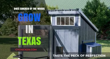 Chicken of the Woods in Texas: Habitat, Identification, and Foraging Tips