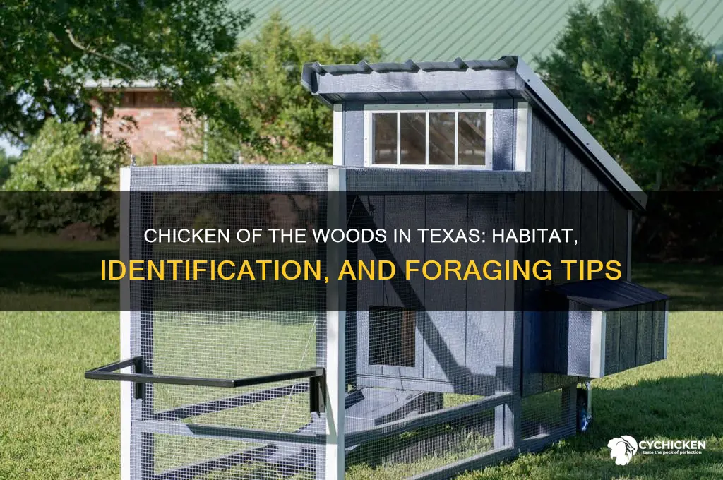 does chicken of the woods grow in texas