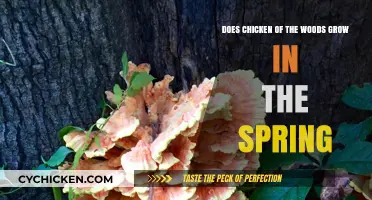 Spring Chicken of the Woods: Where and When to Find Them