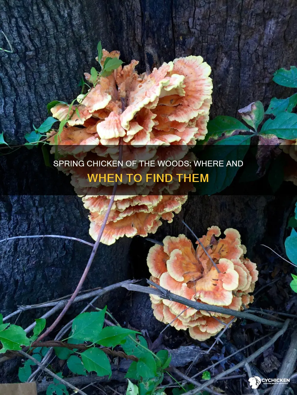 does chicken of the woods grow in the spring