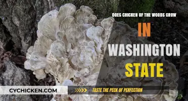 Chicken of the Woods: A Forager's Dream in Washington State