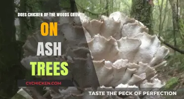 Where Chicken of the Woods Grows: Do Ash Trees Count?