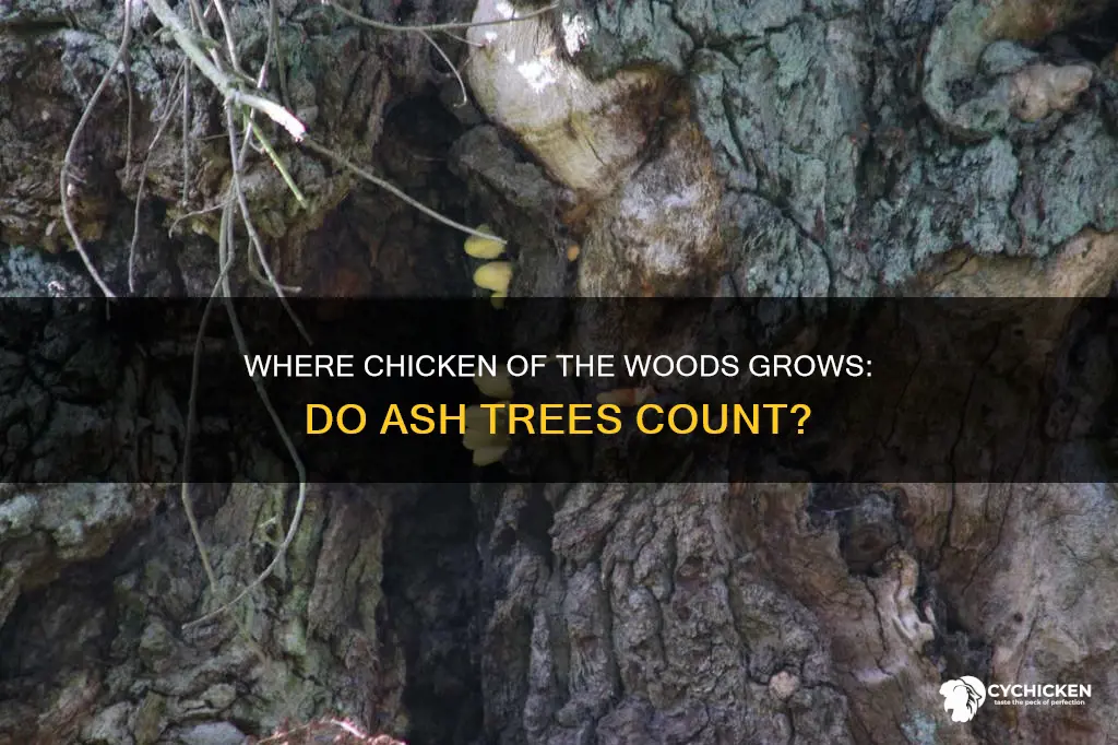 does chicken of the woods grow on ash trees