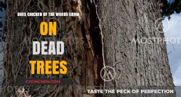 Chicken of the Woods: Can Dead Trees Host Them?