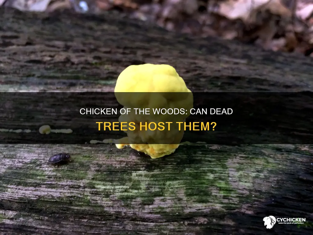does chicken of the woods grow on dead trees