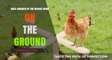 Where Does Chicken of the Woods Grow?