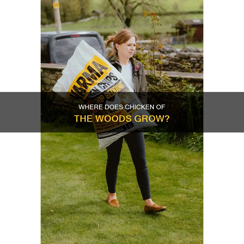 does chicken of the woods grow on the ground