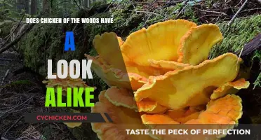 Chicken of the Woods: Look-Alikes and How to Tell Them Apart