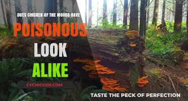 Chicken of the Woods: Poisonous Doppelganger or Safe Treat?