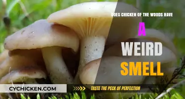 Chicken of the Woods: A Strange Aroma?