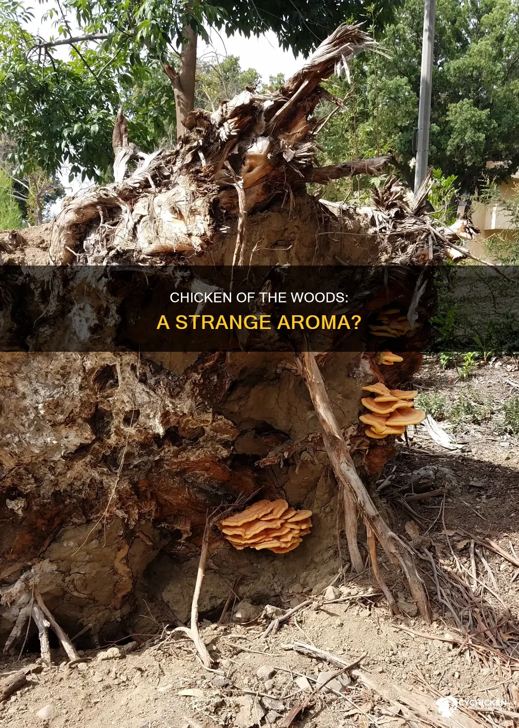 does chicken of the woods have a weird smell