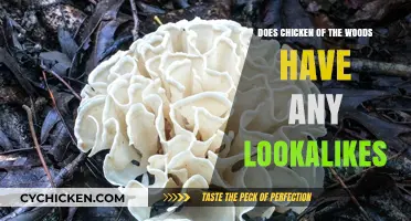Identifying Chicken of the Woods: Beware of These Fungal Lookalikes